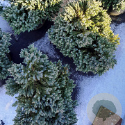 Juniperus squamata 'Blue Star' 25-30 cm 5,0L