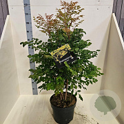 Koelreuteria paniculata 80-100 cm 10L meerstammig