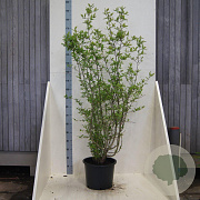 Mespilus germanica 150-175 cm 20L