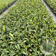 Pulmonaria 'Blue Ensign' GM 2,0L