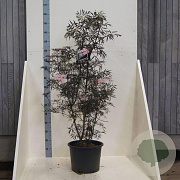 Sambucus nigra Black Lace 150-175 cm 20L meerstammig