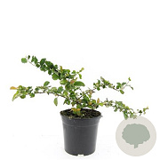 Chaenomeles sup. 'Jet Trail' GM C1.3