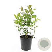 Itea virginica GM C1.3