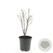 Potentilla f. 'Jackman's Variety' GM C1.3