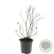 Potentilla f. 'Maanelys' GM C1.3