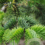 Abies nordm. 'Robusta' 40-50 cm 7,5L