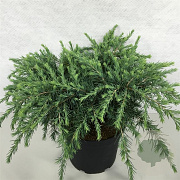 Cedrus deod. 'Feelin' Blue' 30-40 cm 10L