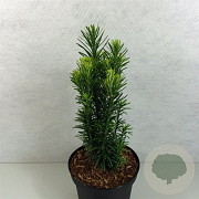 Cephalotaxus h. 'Fastigiata' 30-40 cm 3,0L