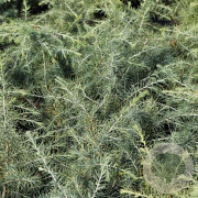 Cedrus l. 'Dino' 40-50 cm 10L