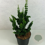 Chamaecyparis o. 'Chirimen' 20-25 cm 3,0L