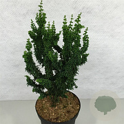 Chamaecyparis o. 'Chirimen' 40-50 cm 7,5L