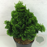 Chamaecyparis o. 'Nana Gracilis' 30-35 cm 7,5L