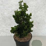 Chamaecyparis o. 'Vokel's Upright' 40-50 cm 7,5L
