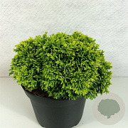 Chamaecyparis p. 'Nana Bergh's' 20-25 cm 3,0L