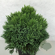 Cryptomeria j. 'Little Diamond' 30-40 cm 10L