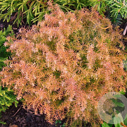 Cryptomeria j. 'Mushroom' 25-30 cm 3,0L