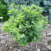 Ginkgo bil. 'Troll' 30-40 cm 10L