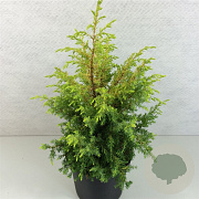 Juniperus comm. 'Gold Cone' 40-50 cm 7,5L
