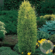 Juniperus comm. 'Gold Cone' 40-50 cm 7,5L