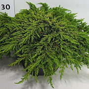 Juniperus communis 'Lemon Carpet' 30-40 cm 7,5L
