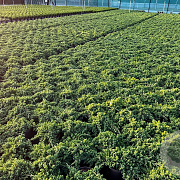 Juniperus procumbens 'Nana' 25-30 cm 3,0L
