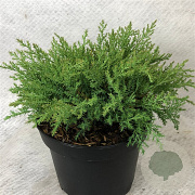 Microbiota decussata 'Drew Blue' 20-25 cm 3,0L
