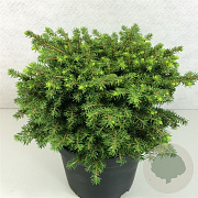 Picea a. 'Little Gem' 20-25 cm 3,0L