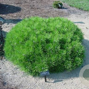 Pinus densiflora 'Low Glow' 60 cm stam 10L