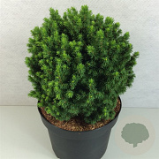 Picea gl. 'Alberta Globe' 20-25 cm 3,0L