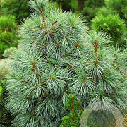 Pinus monticola 'Snow White' 30-40 cm 7,5L