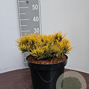 Pinus mugo 'Winter Gold' 25-30 cm 7,5L