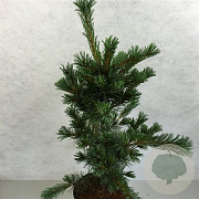 Pinus parviflora 'Floppy Joe' 30-35 cm 7,5L