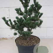 Pinus parviflora 'Floppy Joe' 30-35 cm 7,5L