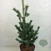 Pinus parviflora 'Bergman's Select' 50-60 cm 10L