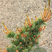 Pinus parviflora 'Bergman's Select' 50-60 cm 10L