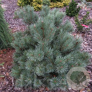 Pinus sylv. 'Chantry Blue' 60 cm stam 15L