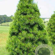 Pinus virginiana 'Top Knott' 25-30 cm 7,5L