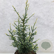 Sequoia sempervirens 'Lightning' 50-60 cm 7,5L