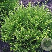 Thujopsis dolabrata 'Nana' 30-40 cm 7,5L