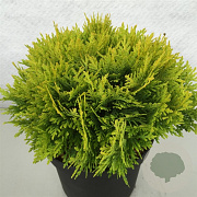 Thuja occ. 'Amber Glow' 20-25 cm 3,0L