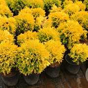 Thuja occ. 'Amber Glow' 20-25 cm 3,0L