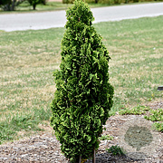 Thuja occidentalis 'Brobeck's Tower' 50-60 cm 7,5L
