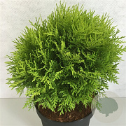 Thuja occidentalis 'Danica Aurea' 40-50 cm 10L