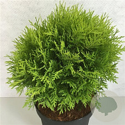 Thuja occidentalis 'Danica Aurea' 40-50 cm 10L