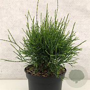 Thuja occidentalis 'Little Filly' 30-40 cm 7,5L