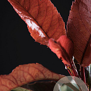 Photinia Magical Volcano 40-60 cm 3,0L