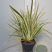 Phormium tenax 'Variegatum' 40-60 cm 7L
