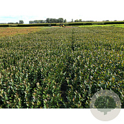 Cotoneaster lucidus 30-40 cm C1.5