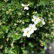 Potentilla f. 'McKay's White' 30-40 cm C1.5