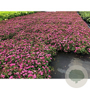 Spiraea jap. 'Anthony Waterer' 30-35 cm C1.5
